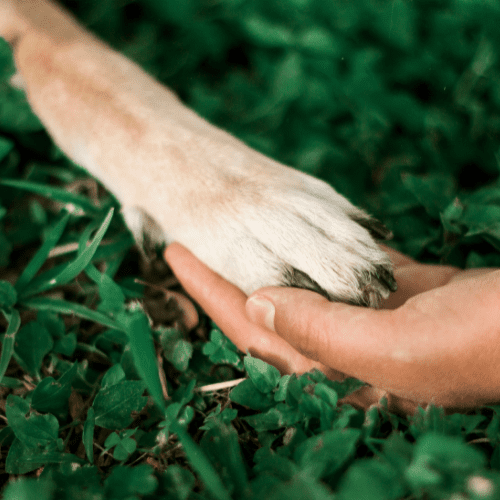 Adult dog's paw on top of a human hand