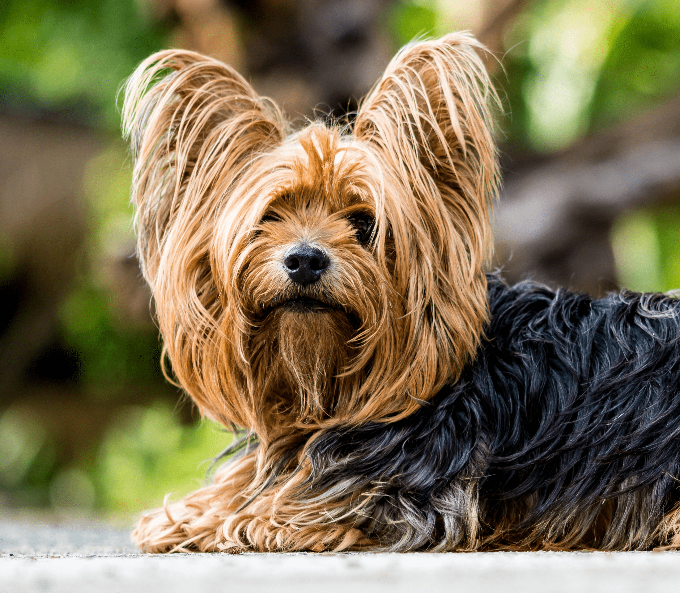 Brownish Terrier with black back coat
