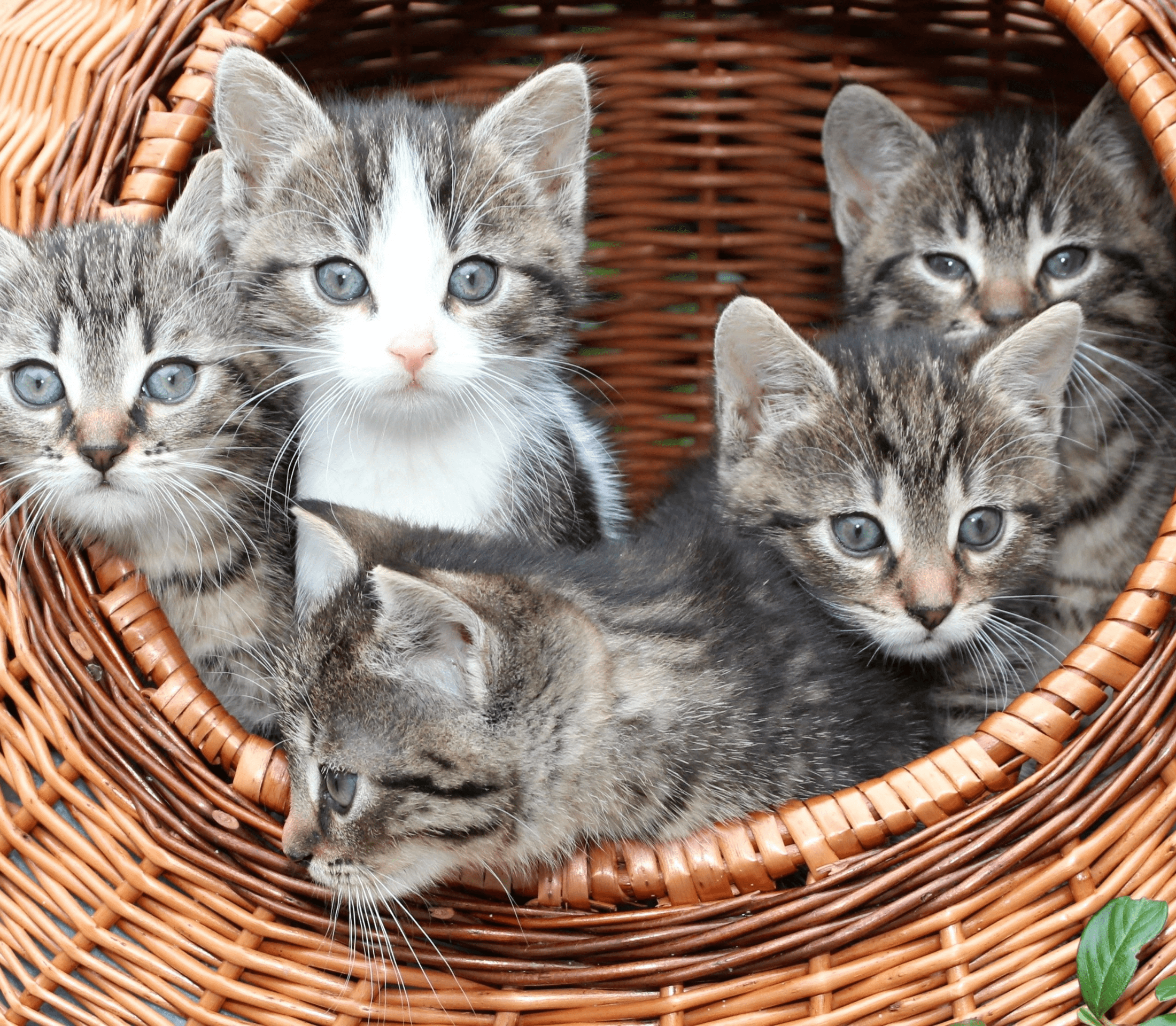 Five gray kittens inside a brown woven basket