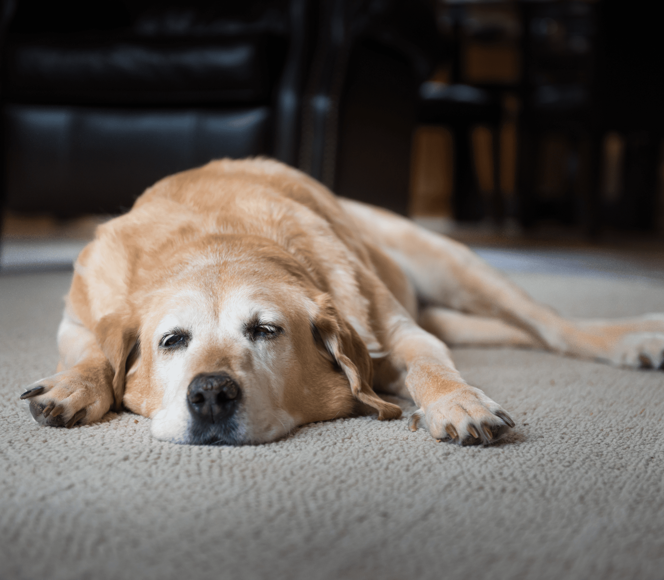 Cream-colored senior dog laying on the floor