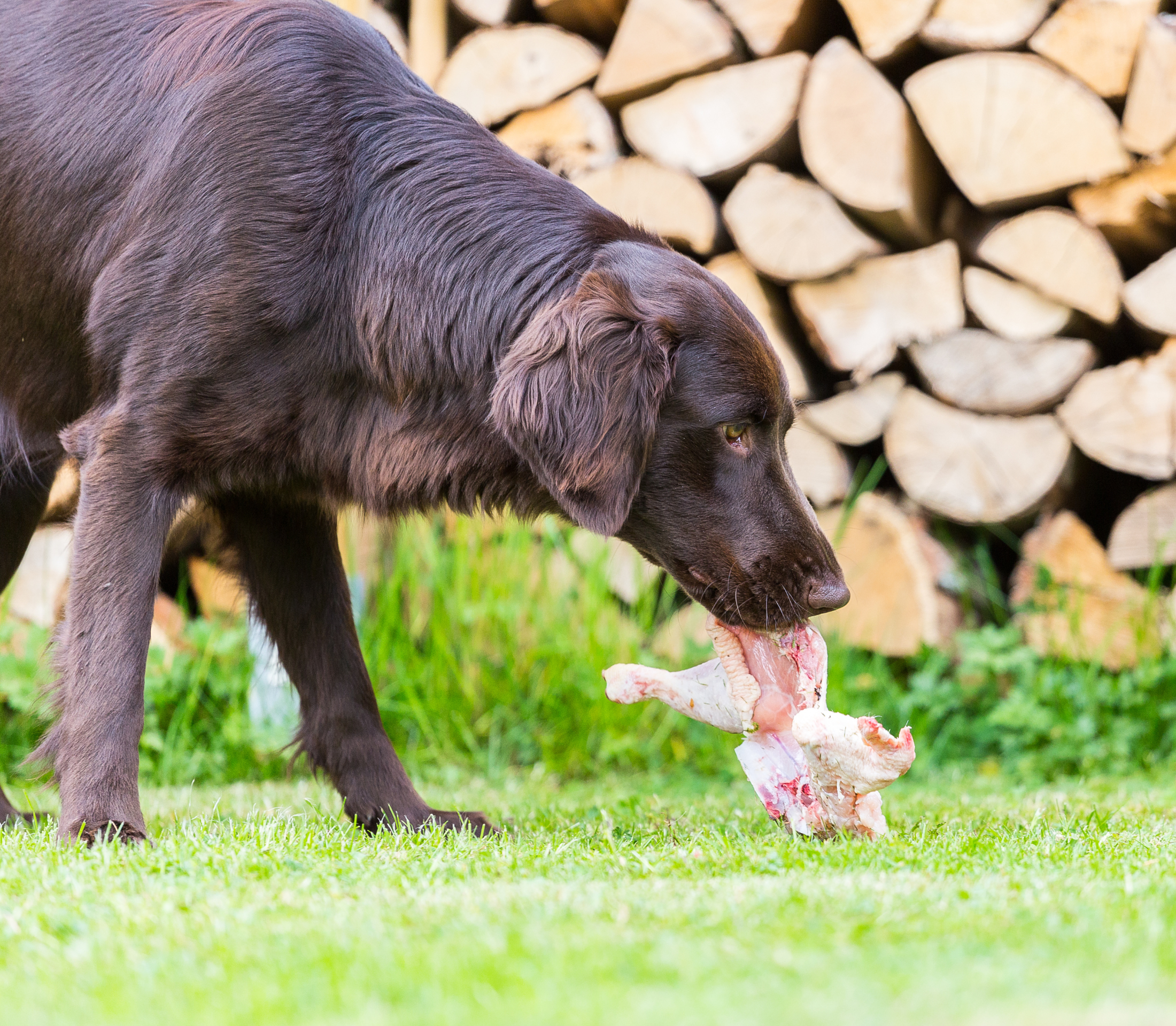 Brown adult dog eating a chicken meat