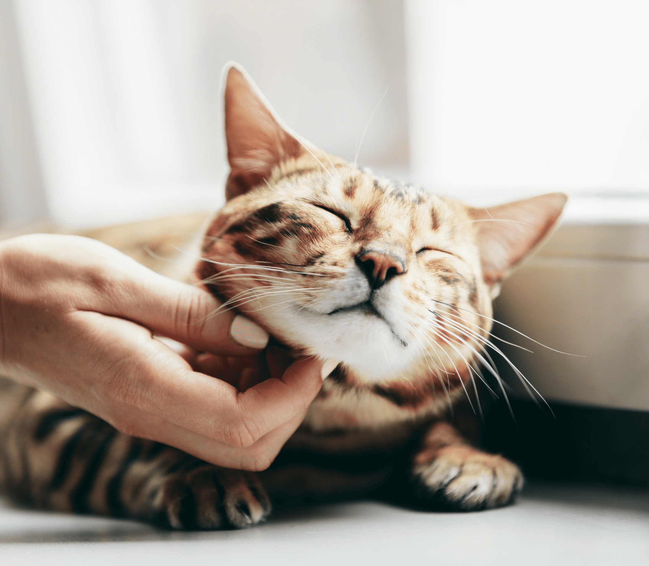 Brownish tabby cat getting a neck rub