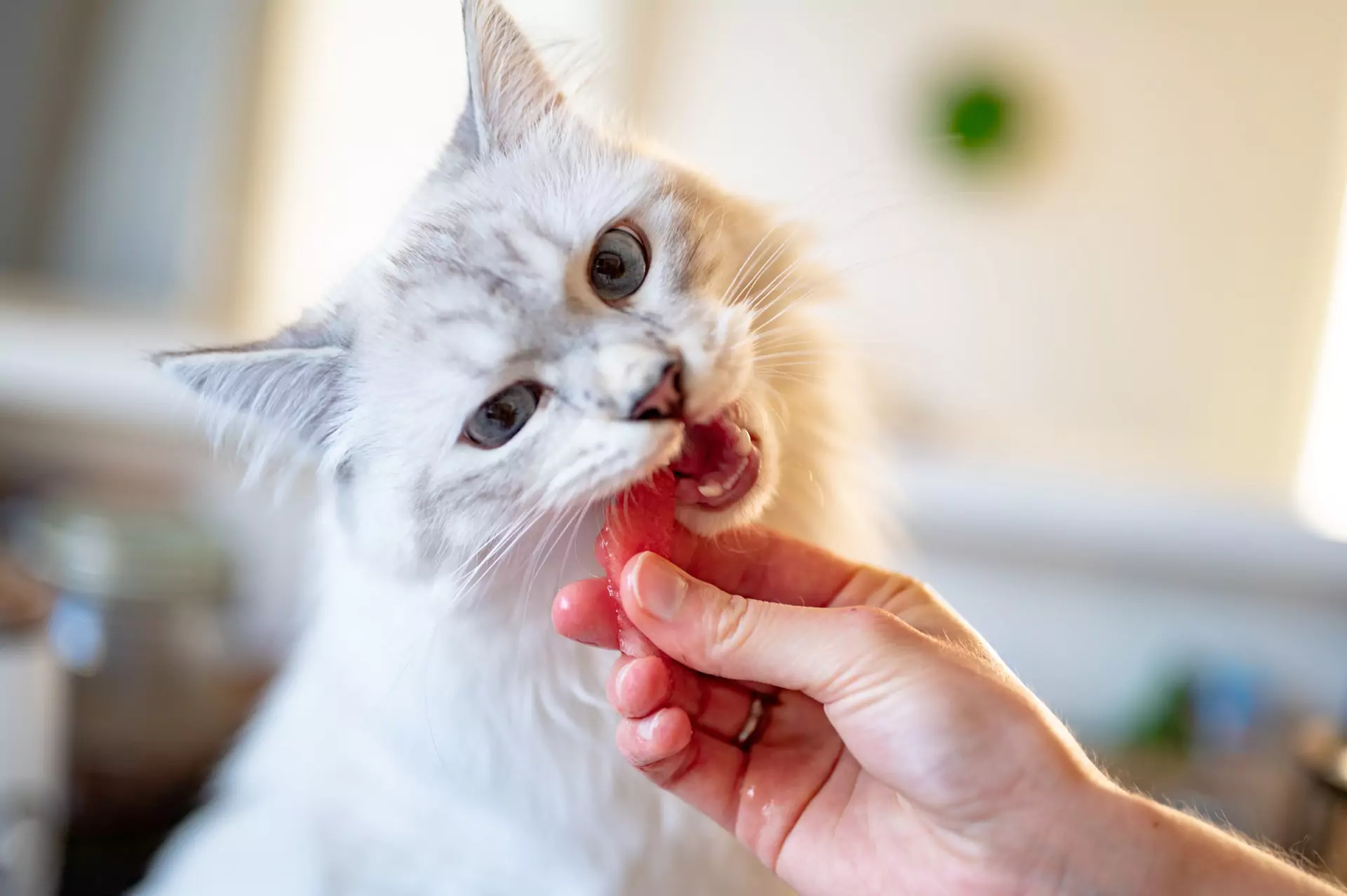 cat with white fur being given a treat