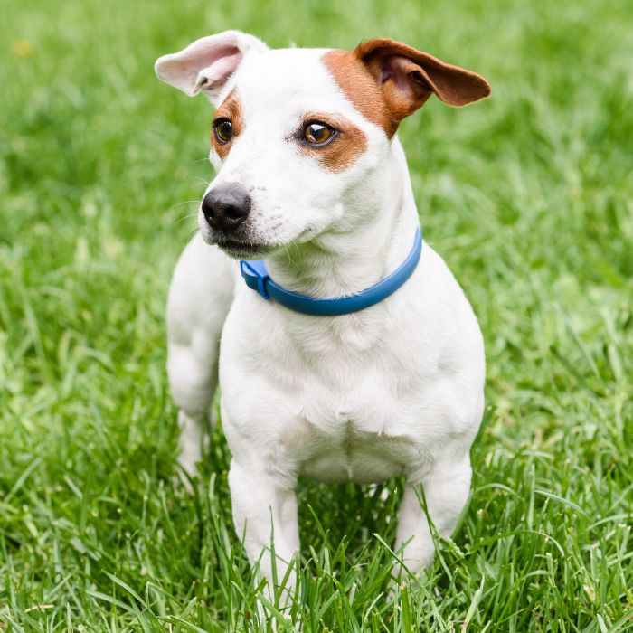 A small white and brown dog wearing a blue collar