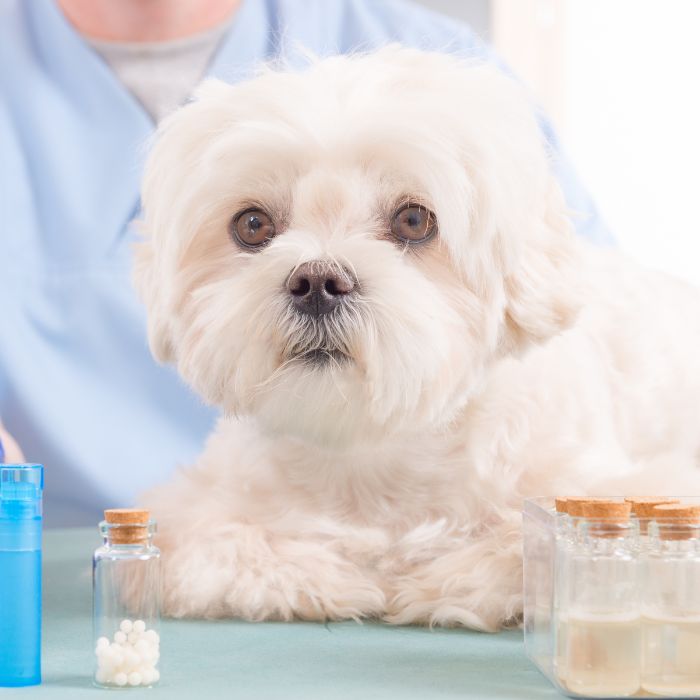 A fluffy dog beside medication bottles on a table