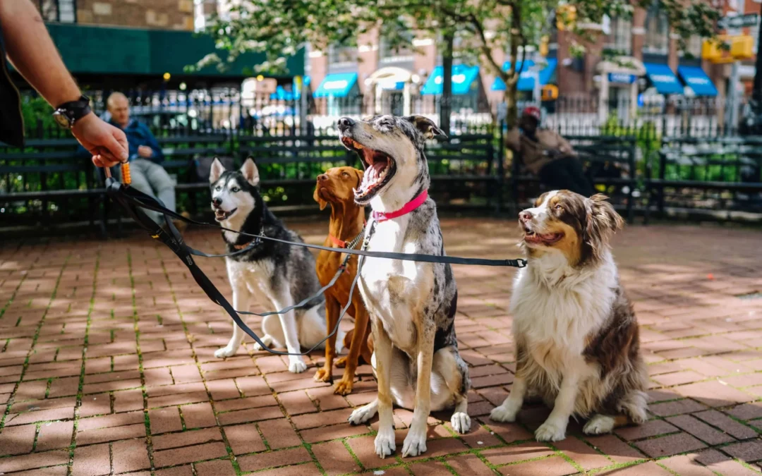 Four dogs on leashes looking expectantly at a treat held by a person's hand