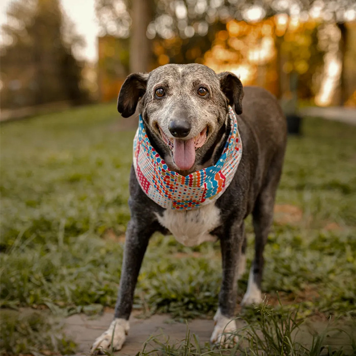 A happy dog with a colorful bandana standing on grass