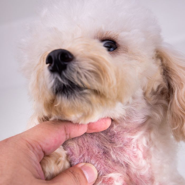 A close-up of a hand holding a dog's ear, with the animal's fur visible