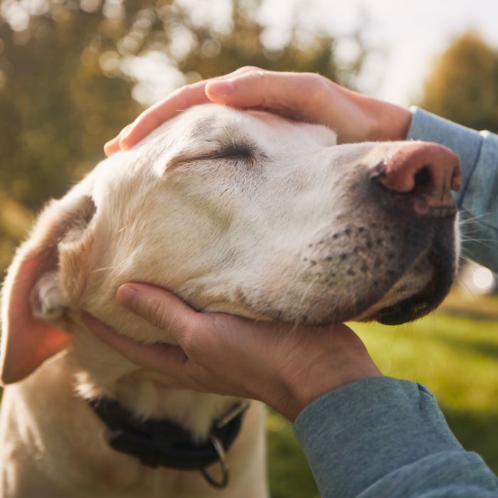 A person gently pets a content Labrador's head outdoors