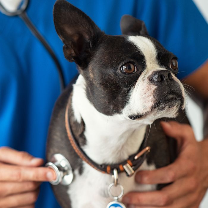 A Boston Terrier dog being examined by a person