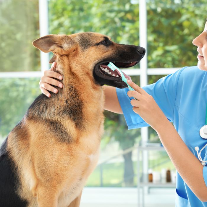 A German Shepherd getting its teeth brushed by a person