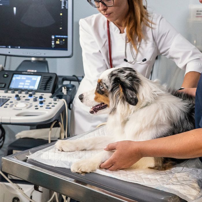 A dog sitting on an examination table with a vet's hands on it