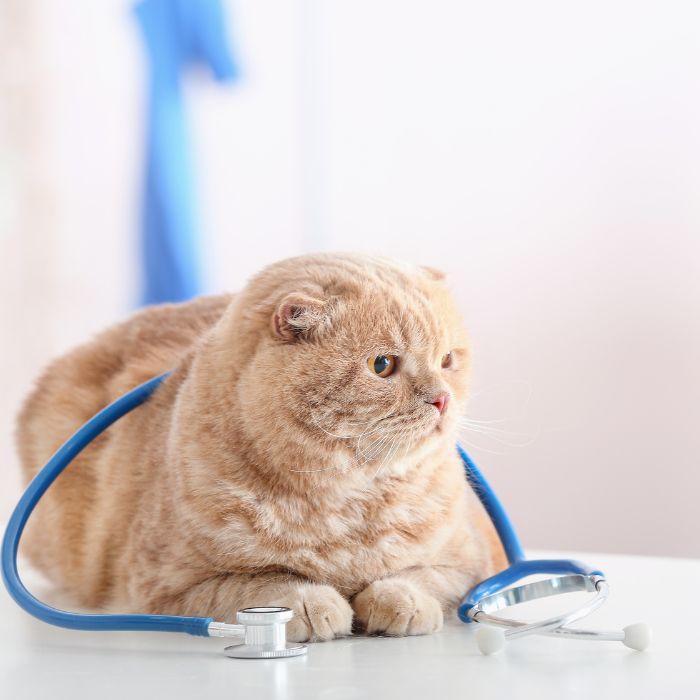 A chubby orange cat with a stethoscope around its neck sitting on a table