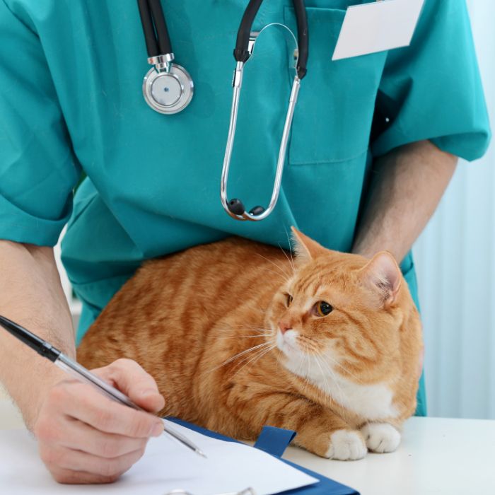 Veterinarian in scrubs writing on a clipboard beside an attentive ginger cat