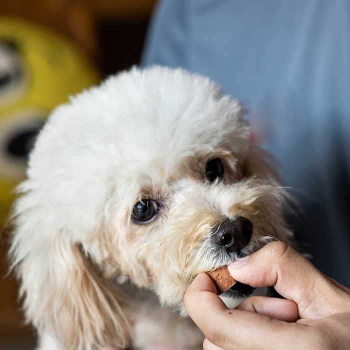 A close-up of a white fluffy dog near a person