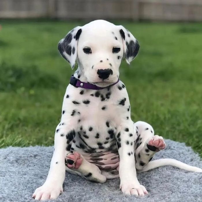 A Dalmatian puppy sitting on grass with a purple collar