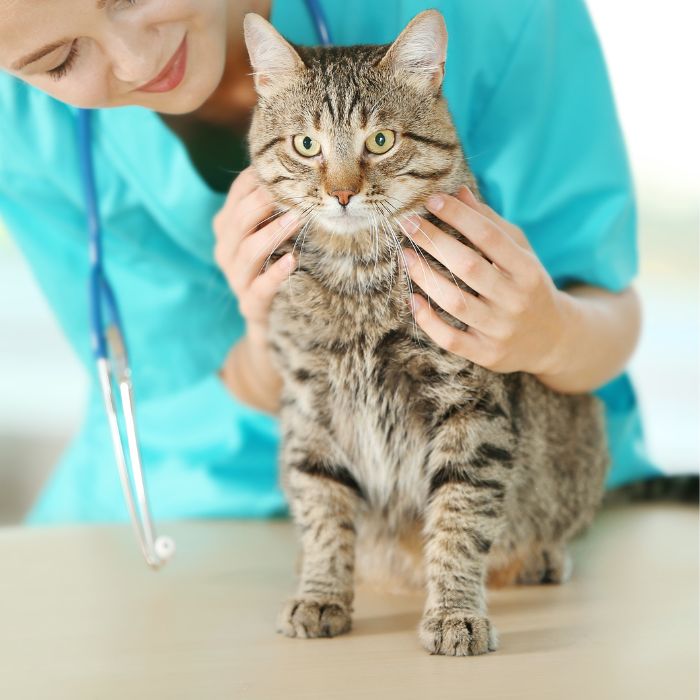 A vet holding a tabby cat on an examination table