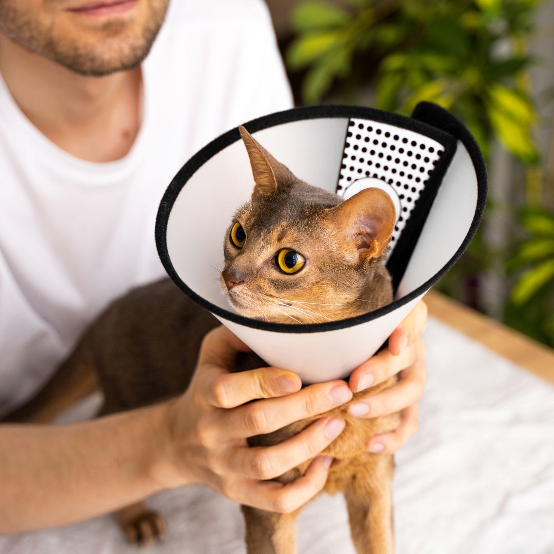 A brown cat with a cone collar held by an unseen person