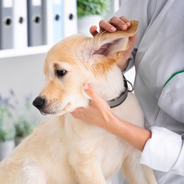 A veterinarian examining a dog, focus on hands and dog's ear