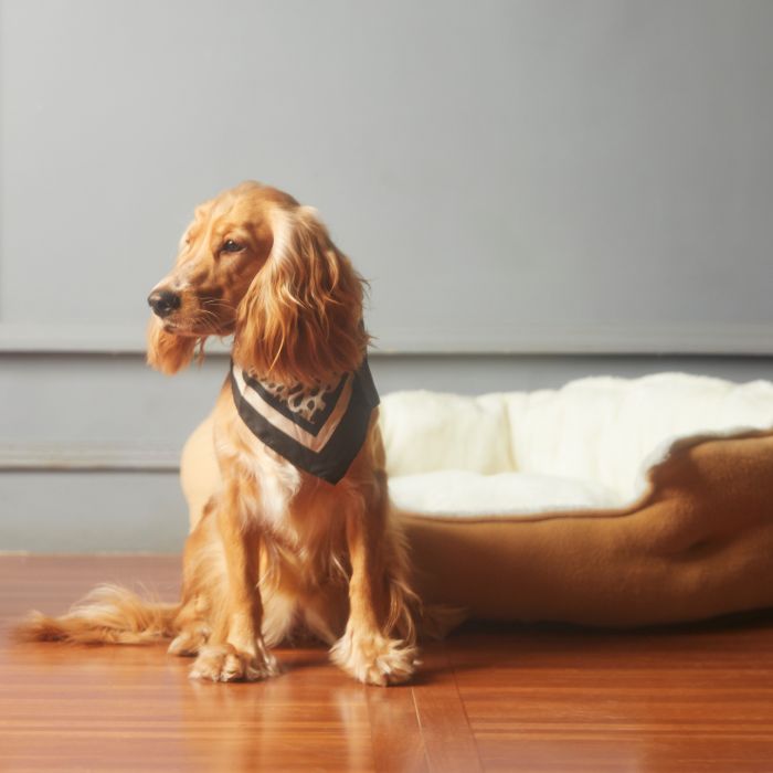 Golden cocker spaniel with a bandana sitting next to a dog bed