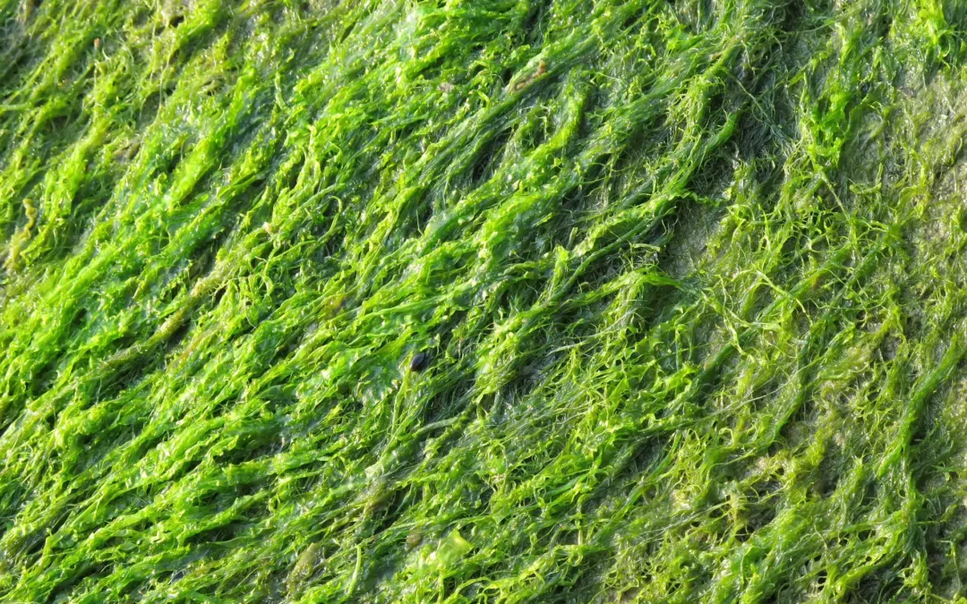 Close-up of vibrant green seaweed covering a surface