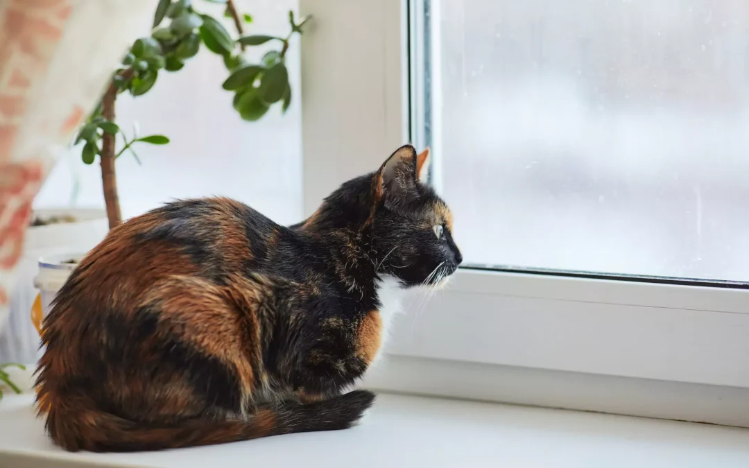 A calico cat sits pensively by a foggy window