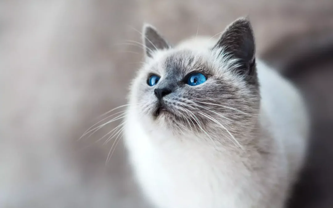 A Siamese cat with blue eyes looking up