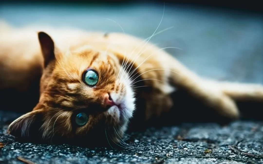 A ginger cat with striking blue eyes lounging on a pavement