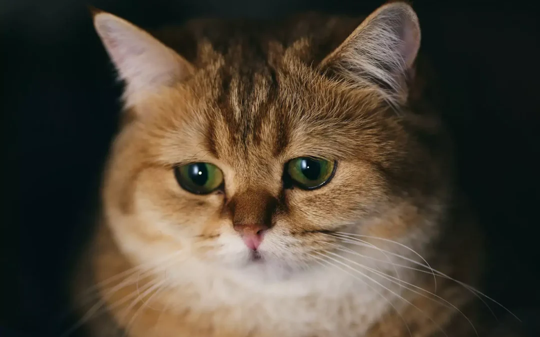 Close-up of a brown and white cat with green eyes