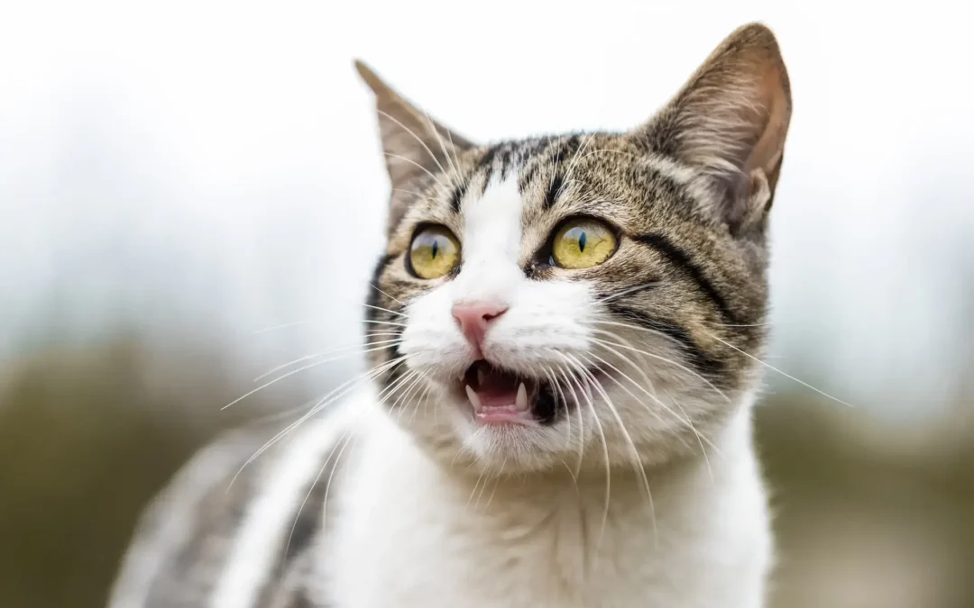 Close-up of a startled tabby cat with wide eyes and open mouth