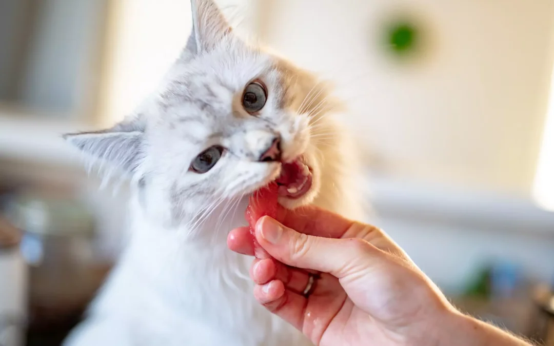 A white cat nibbling on a slice of ham held by a human hand