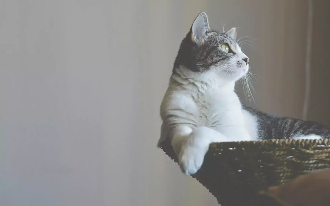 A cat gazes out a window while resting in a woven basket