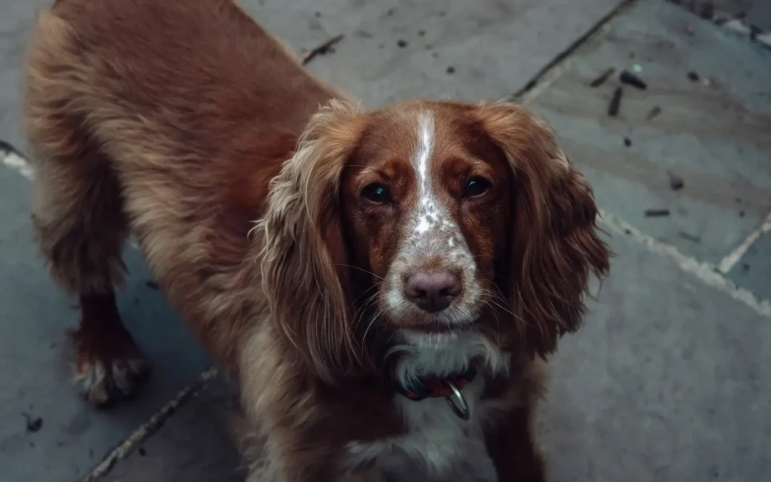 A brown dog with a collar standing on a concrete surface