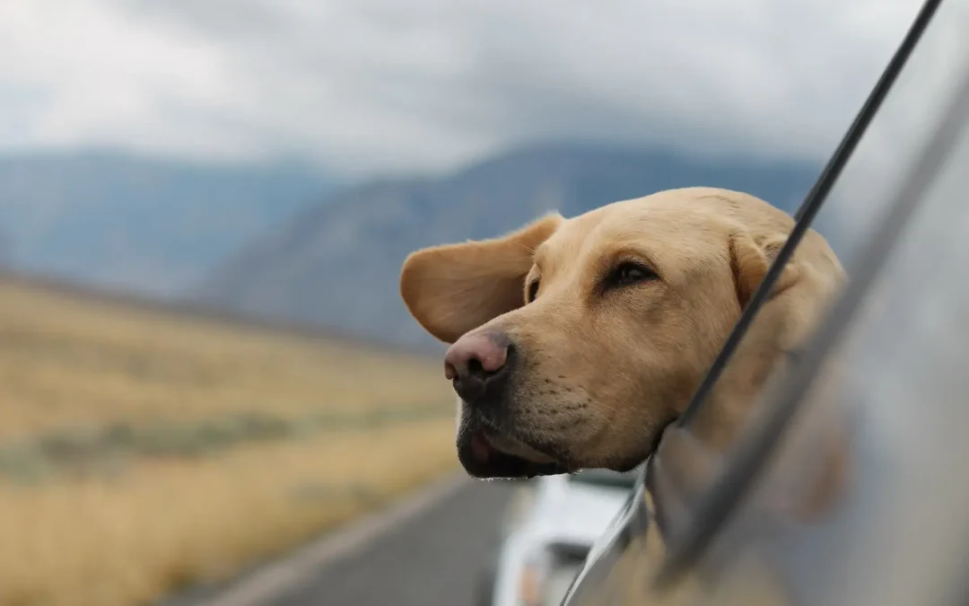 Dog's ear flapping in the wind from a car window