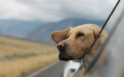 Traveling With Pets