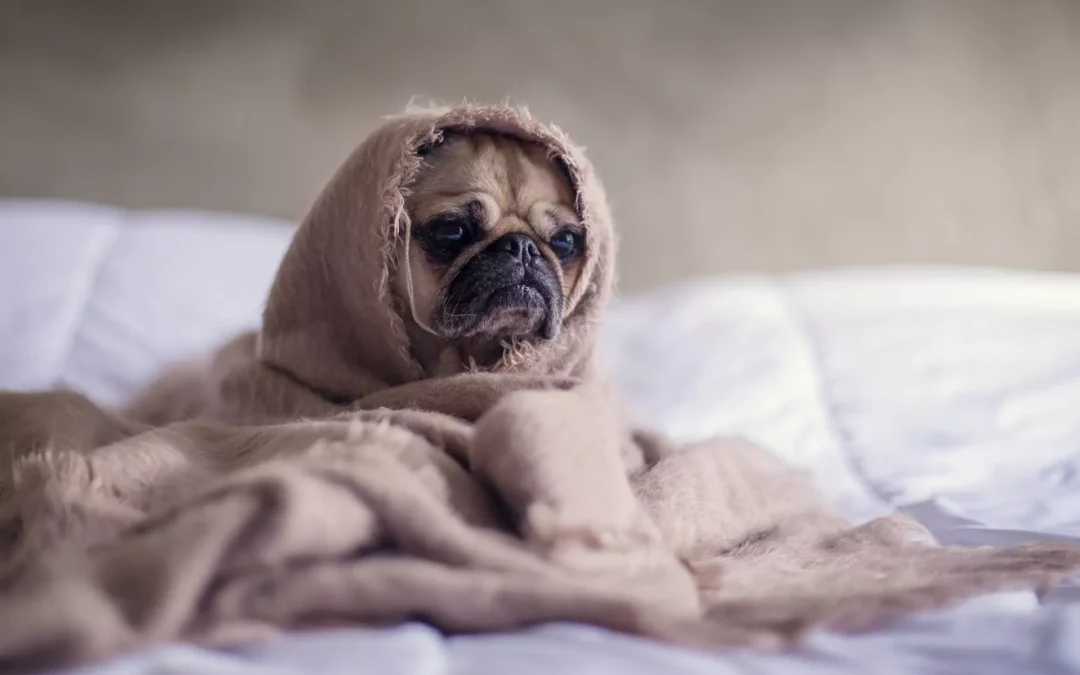 Dog wrapped in a beige blanket on a bed, with a calm and cozy atmosphere