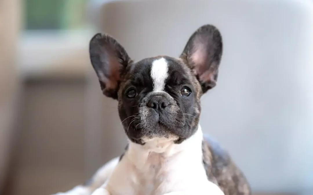 A brindle French Bulldog puppy with large ears sitting indoors