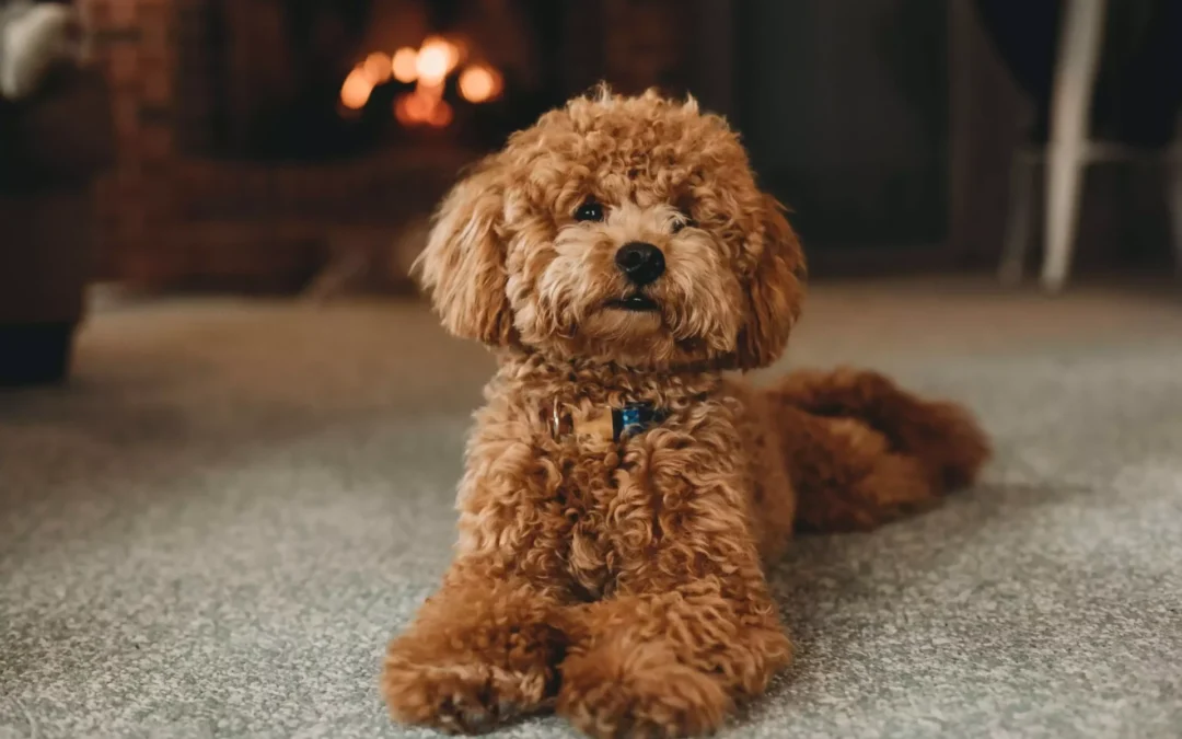 Brown poodle lying on a carpet with a fireplace in the background