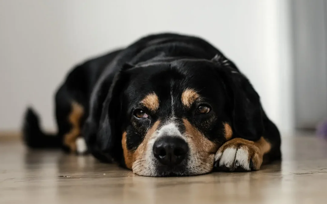 Black and tan dog lying on the floor with a forlorn expression