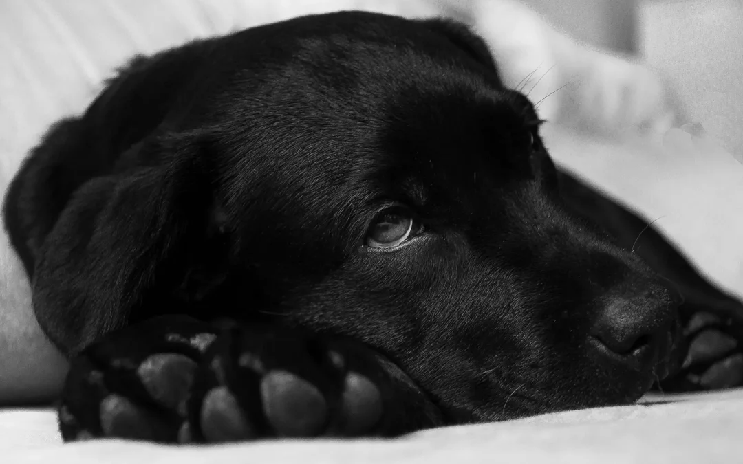 Black and white photo of a resting black dog