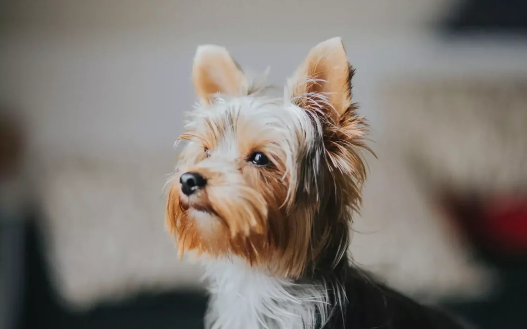 Rear view of a small dog with pointy ears and a fluffy coat