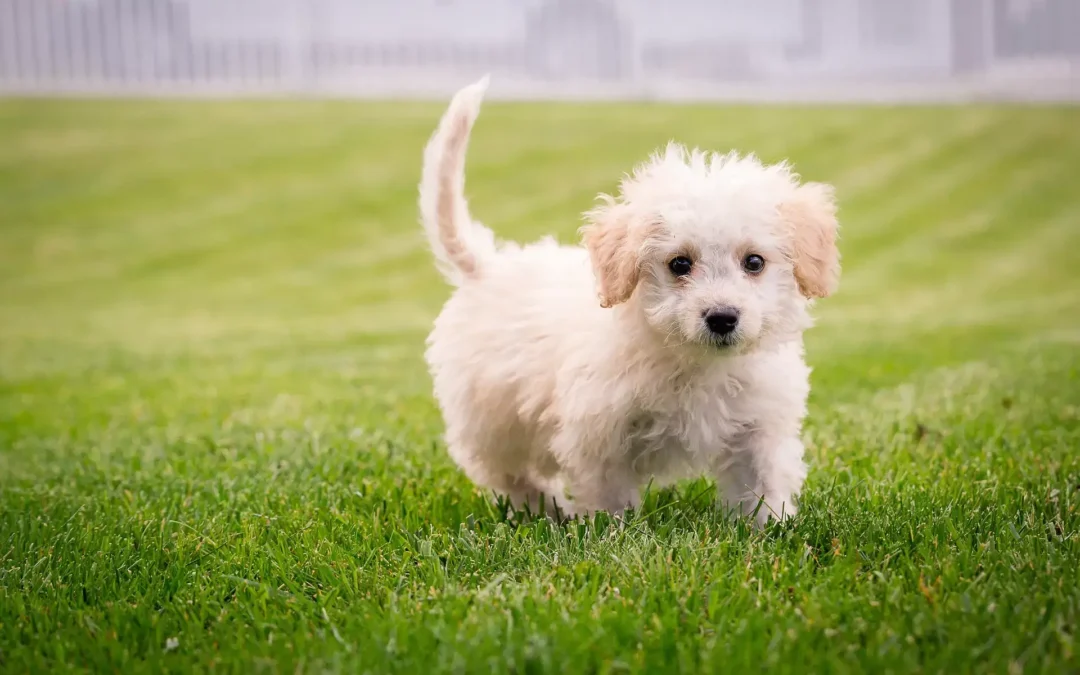 A fluffy white puppy standing on green grass