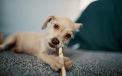 How do I brush my dogs/cats teeth?