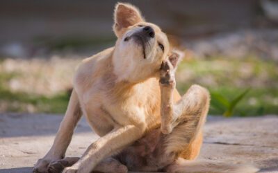 Why Is My Dog So Itchy? It Might Be More Than Just Dry Skin
