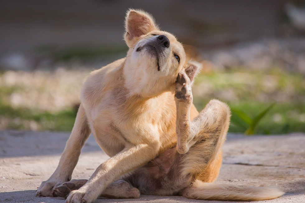 dog scratching its ear with its hind leg